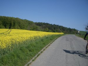 Bungsberg-CTF 515